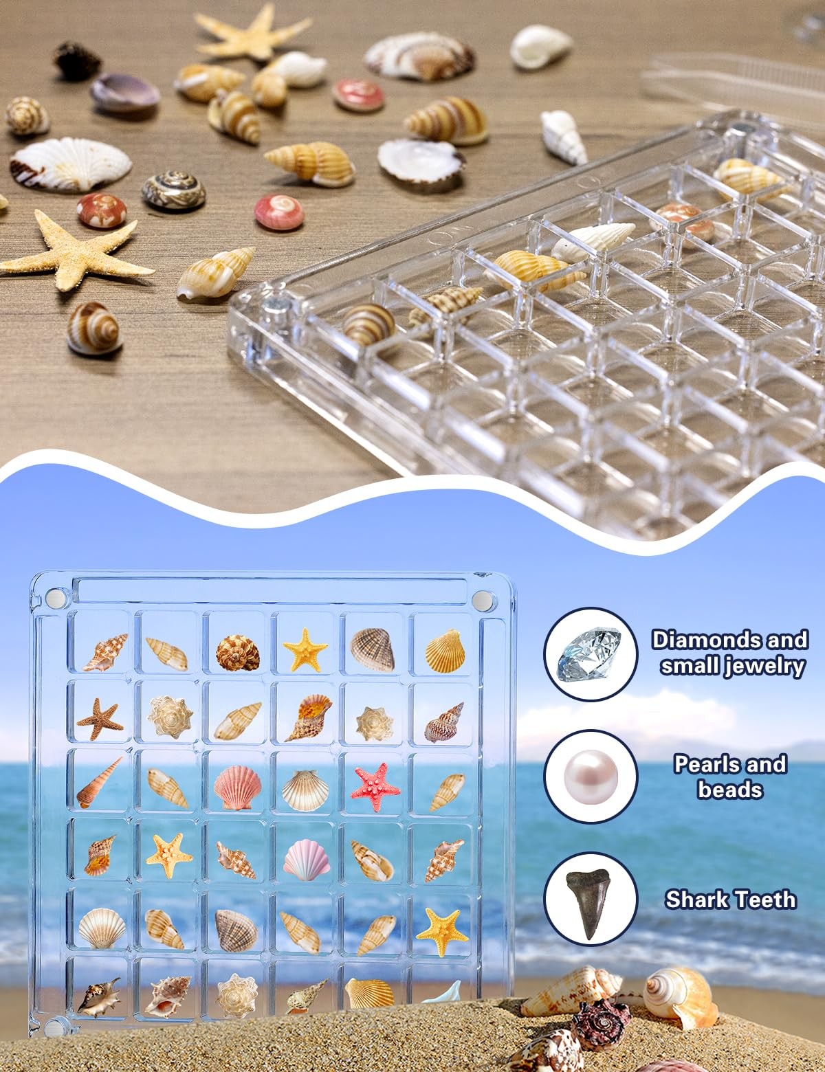 Seashell Display Box – 36 Grid Clear Acrylic Shell Holder & Organizer