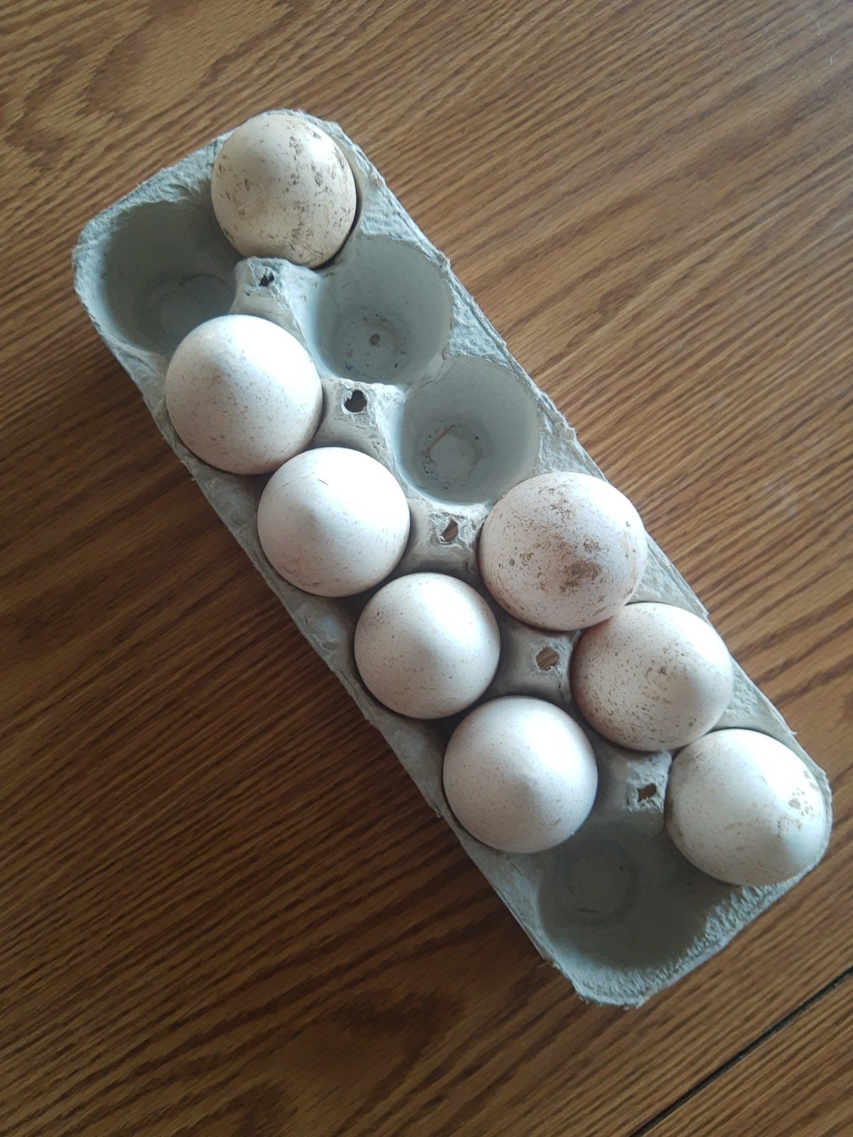 6 bourbon red turkey hatching eggs