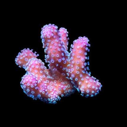 Aquacultured Stellar Stylophora Coral (Stylophora sp.) - ORA