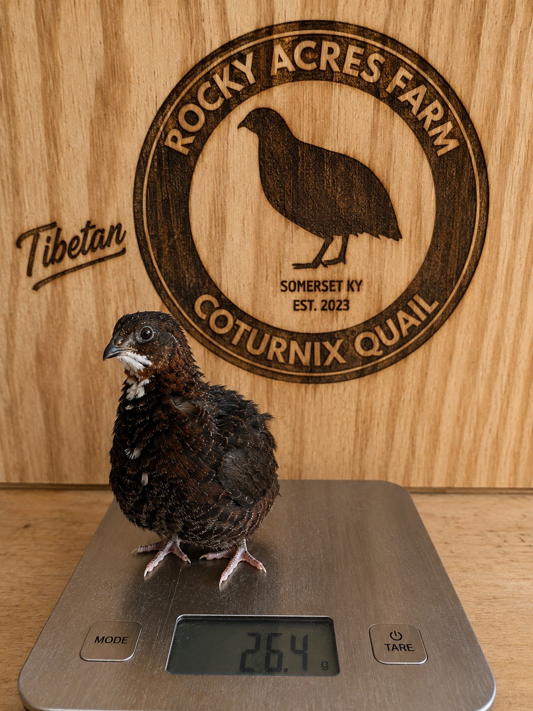 24 Tibetan Celadon Coturnix Quail Hatching Eggs NPIP Certified