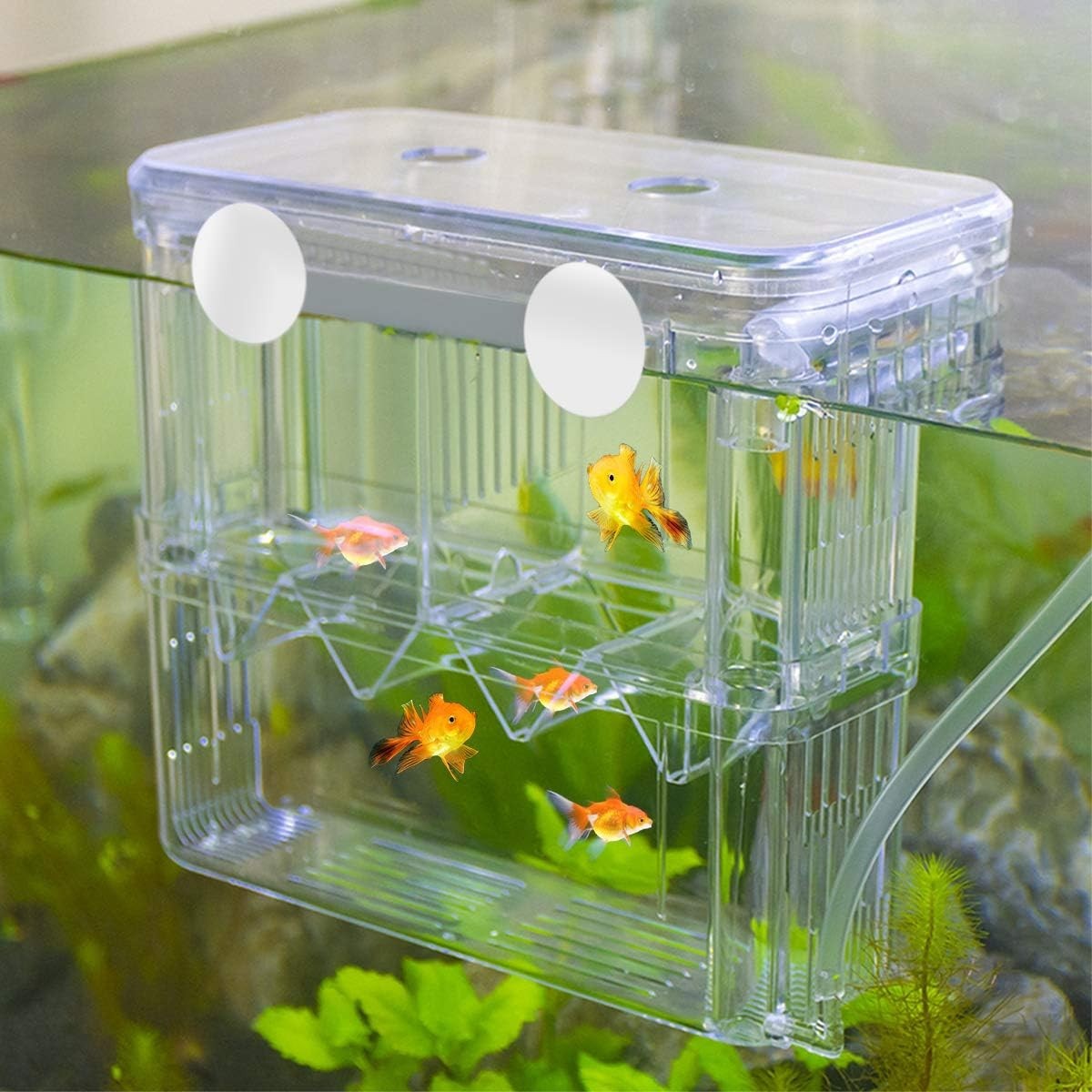 Aesthetic Plastic Fish Breeder Box - Prevent Fish Aggression & Enhance Survival