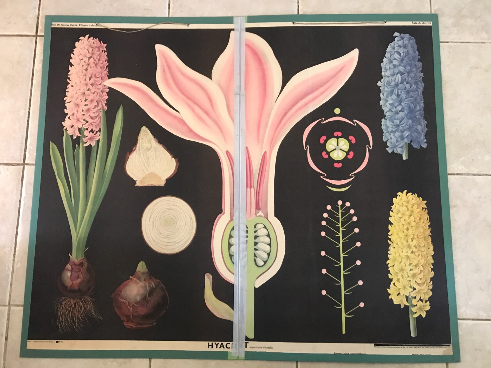 Original botanical vintage school chart of Hyacinth flowers on hard board