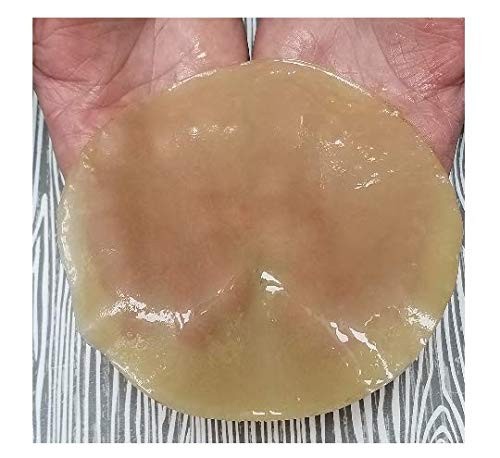 Kombucha Starter Kit with XXLG SCOBY Mother Culture 1 cup Starter