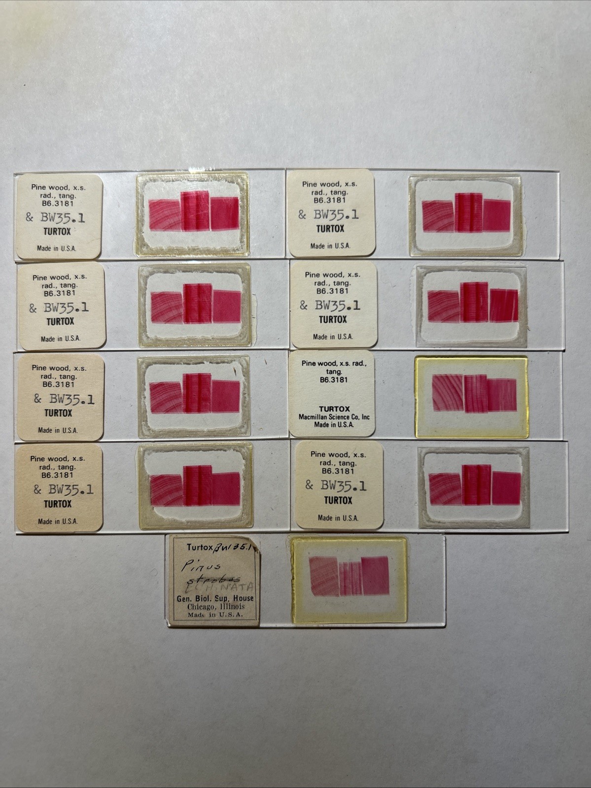 Turtox Pine Wood, x.s. rad, tang No. B6.3181 & BW35.1; Lot Of 9 Microscope Slide
