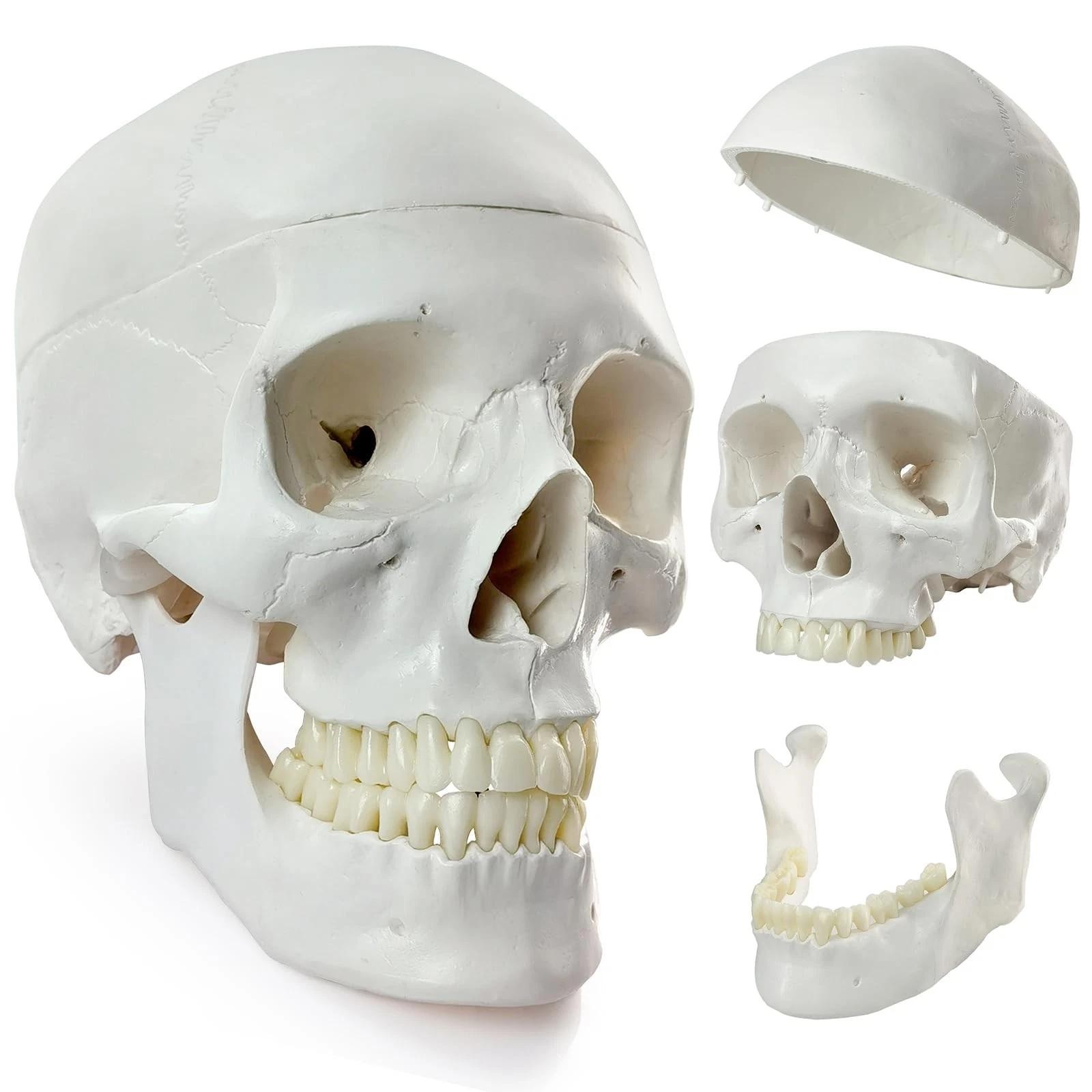 Hadwyn 2025 New Human Skull Model, Life Size Medical Anatomy Anatomical Adult...