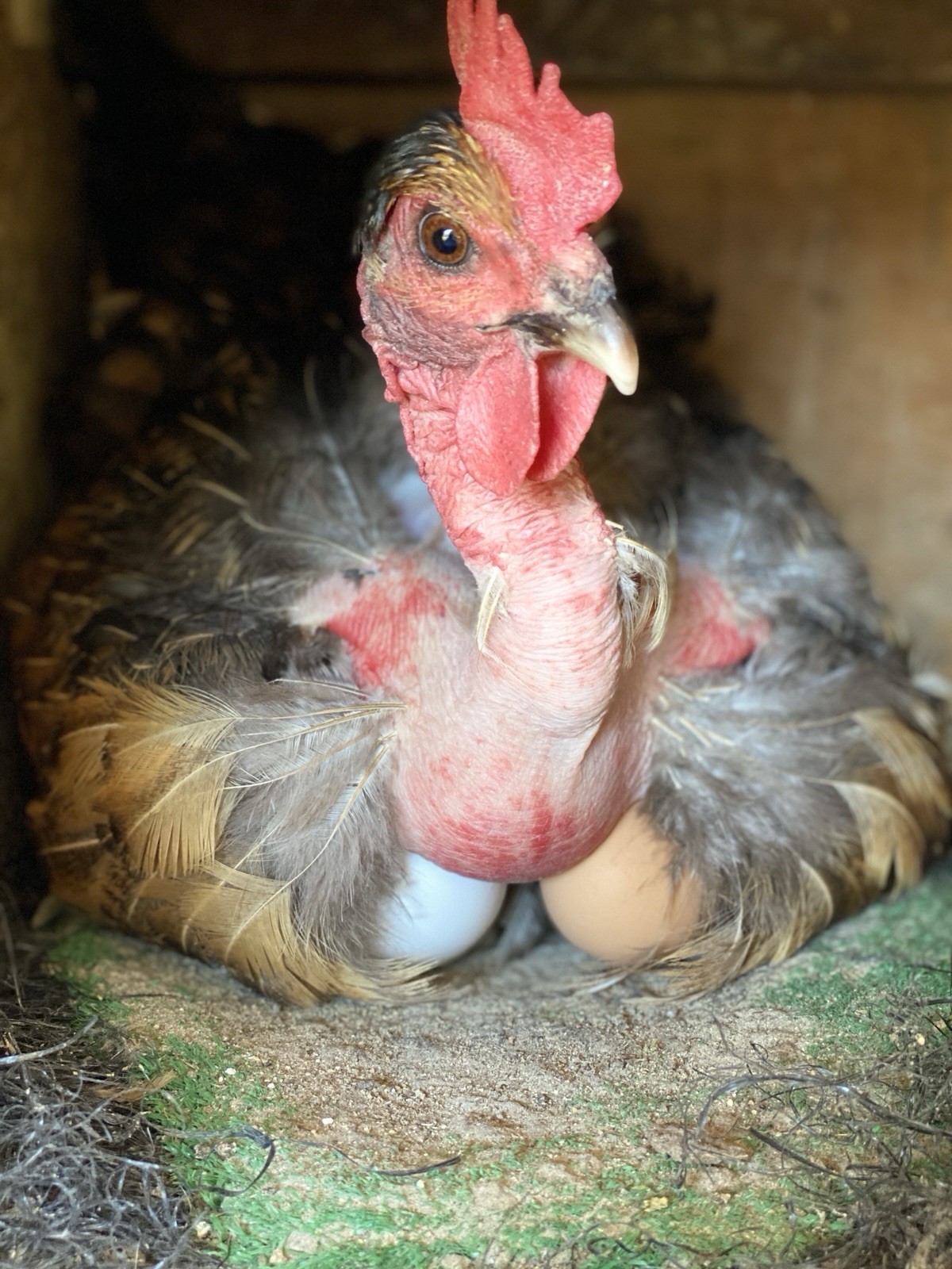6 + Barnyard Mix Fertile Hatching Eggs
