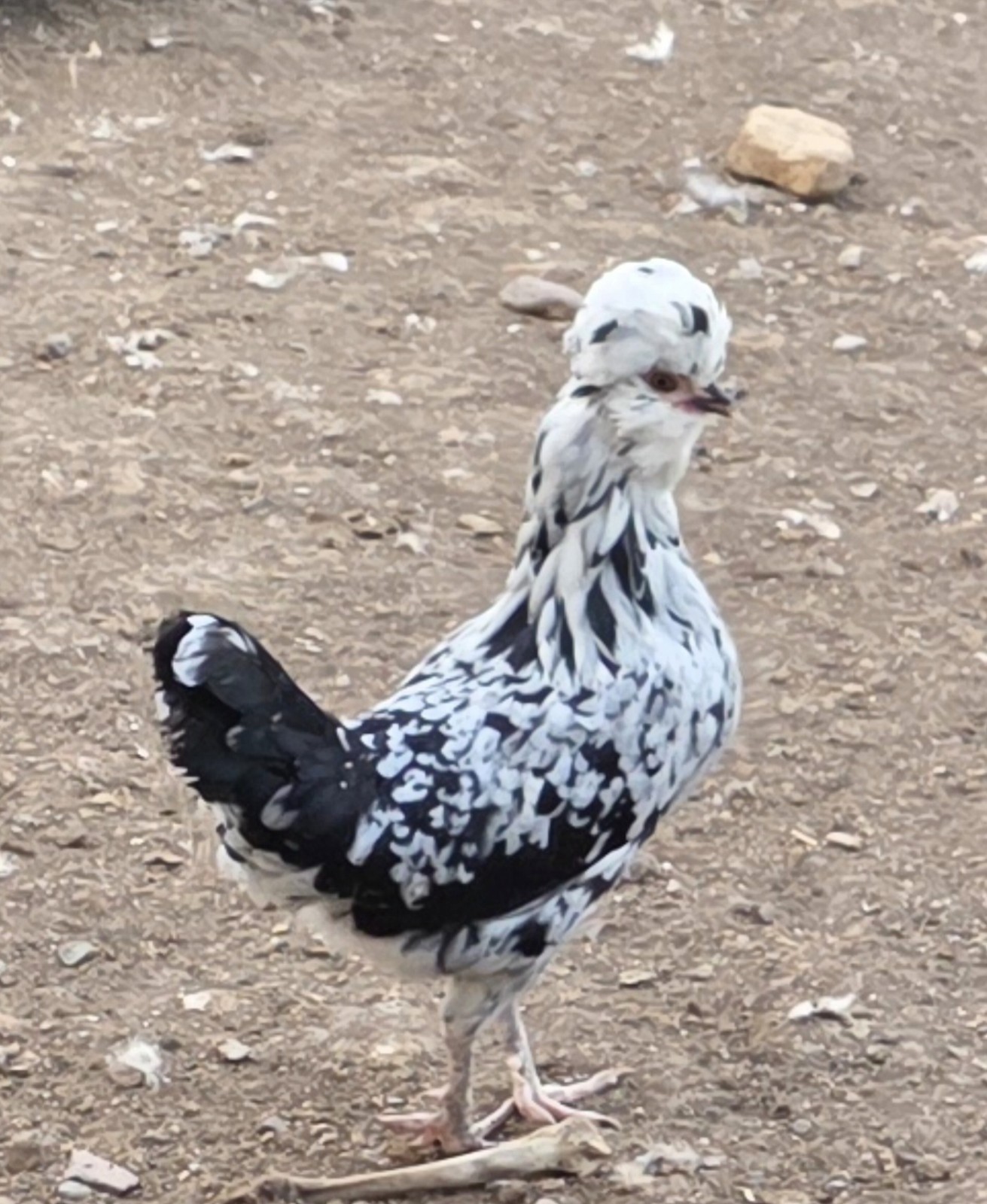 12plus mottled houdan hatching eggs