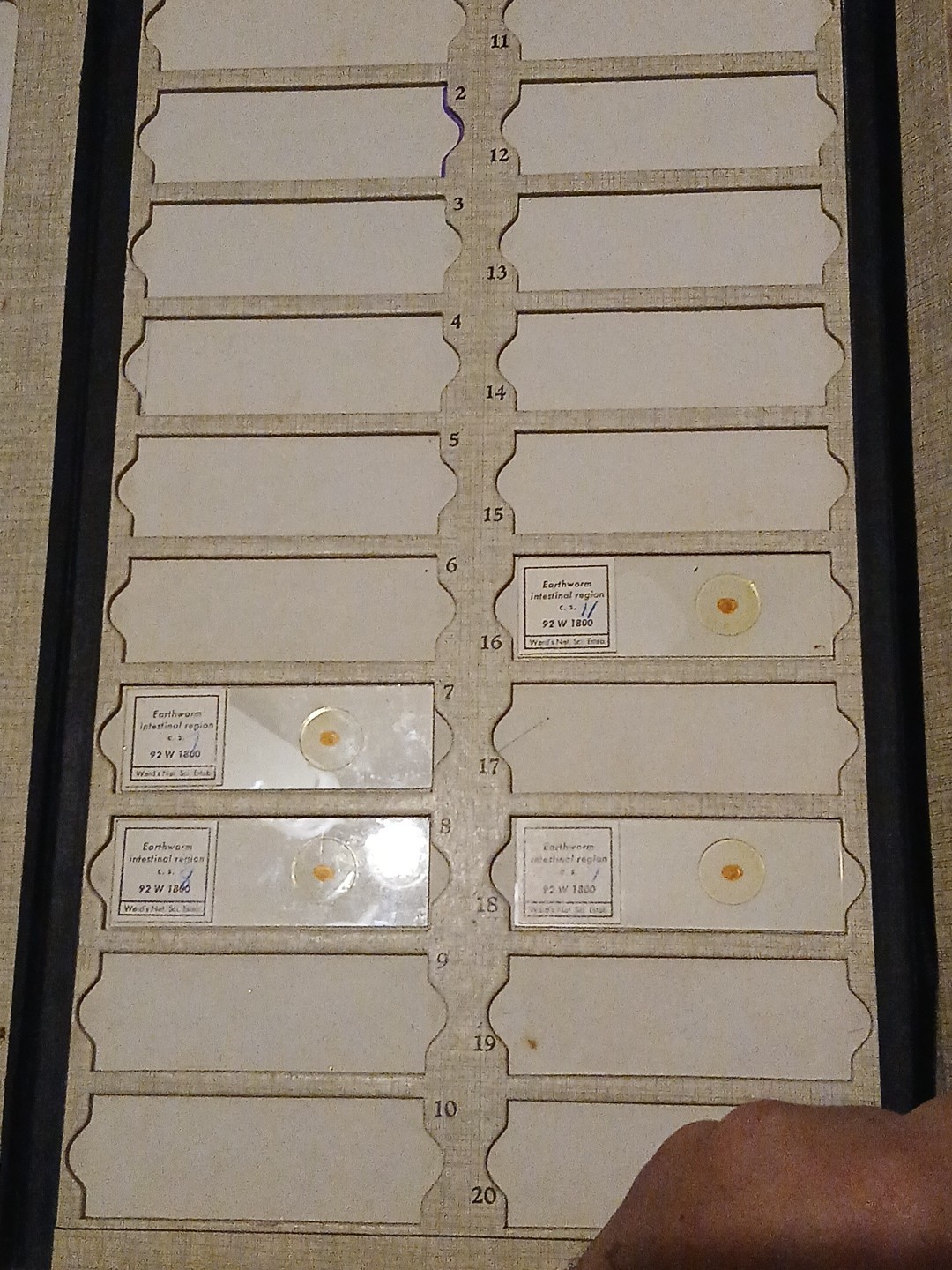 microscope slides - CRAYFISH, EARTHWORM, SEX ORGANS