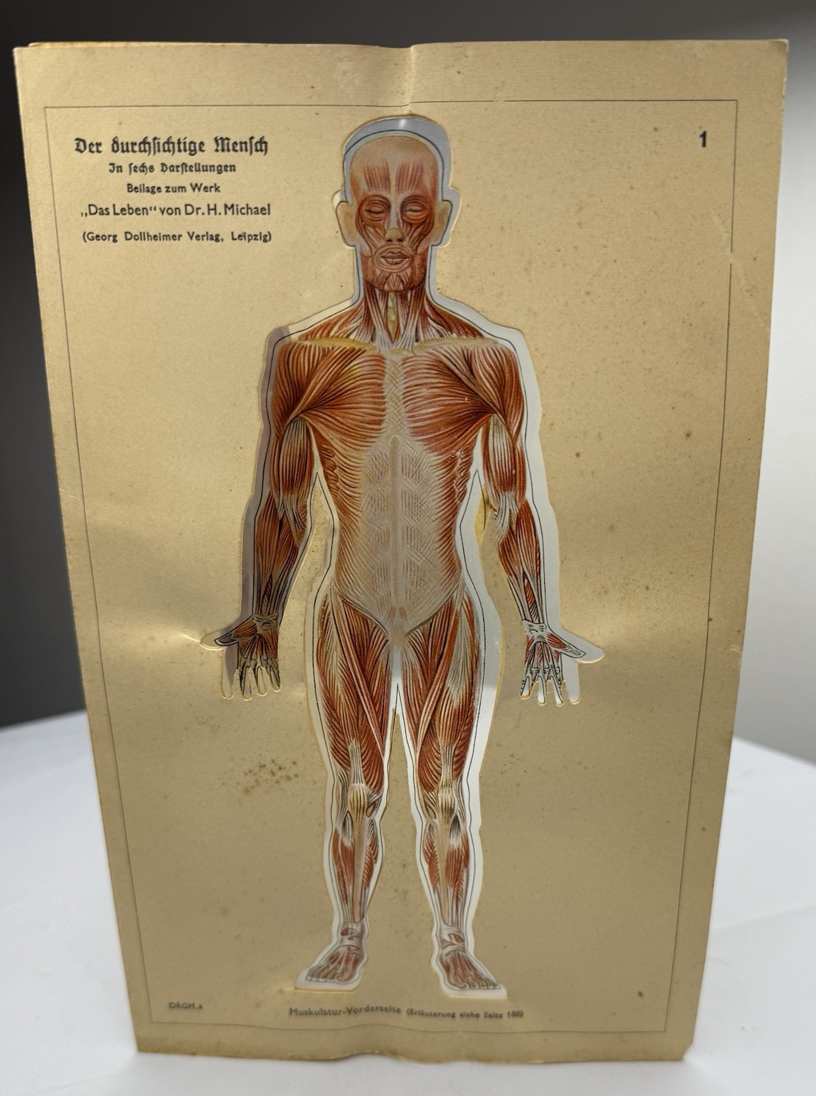 Vintage German Anatomical Chart Der Durchsichtige Mensch (The Transparent Human)