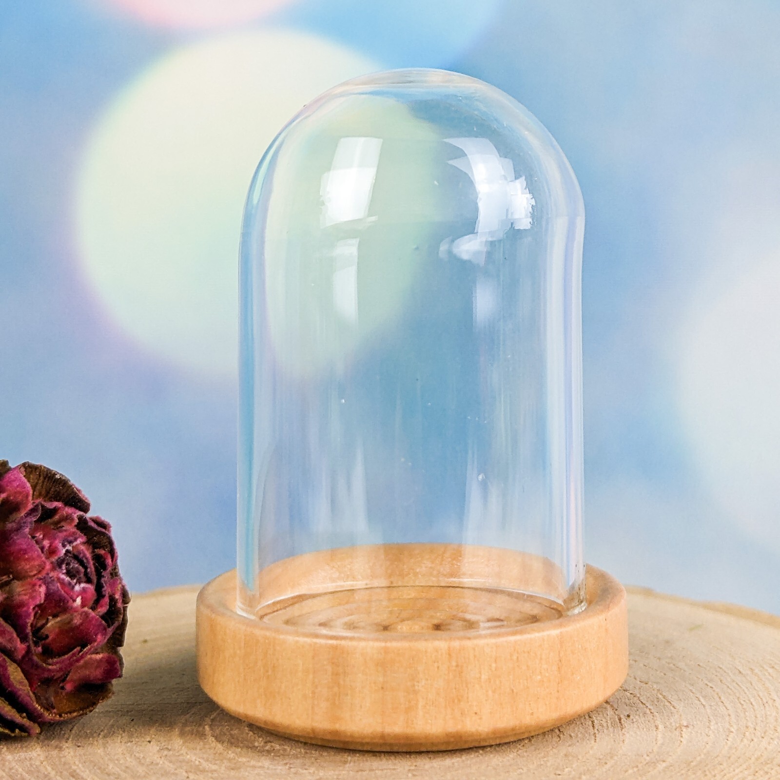 Glass Dome w/ clear Varnished base  Miniature Garden Cloche display dome case
