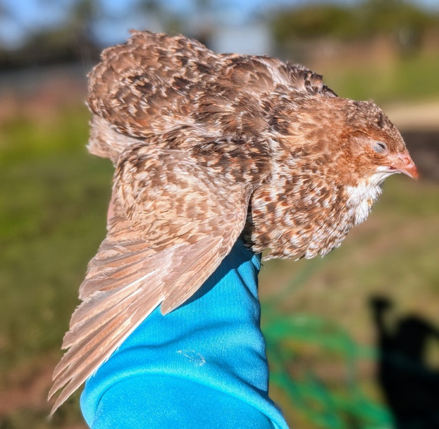 300 ++ Rainbow Coturnix Quail Hatching Eggs NPIP