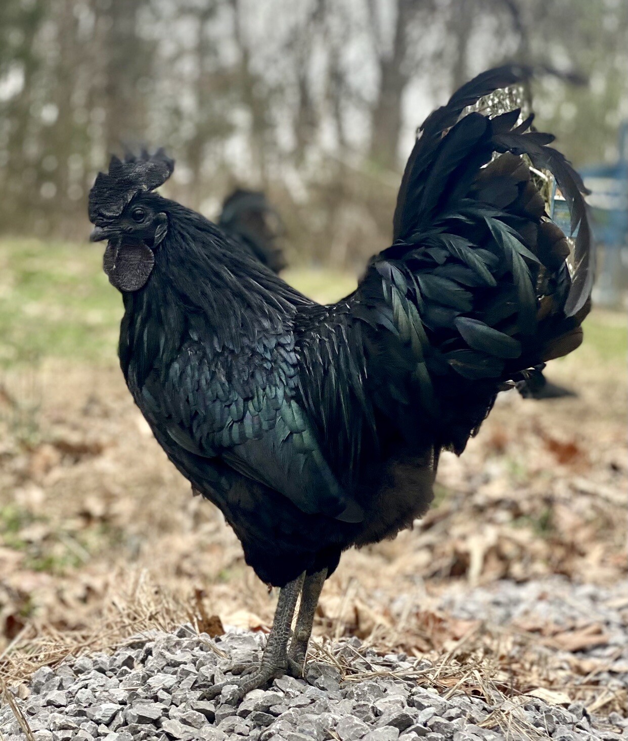 10+ Ayam Cemani Barnyard Mix ZOMBIE Included Fibro Surprise fertilized eggs