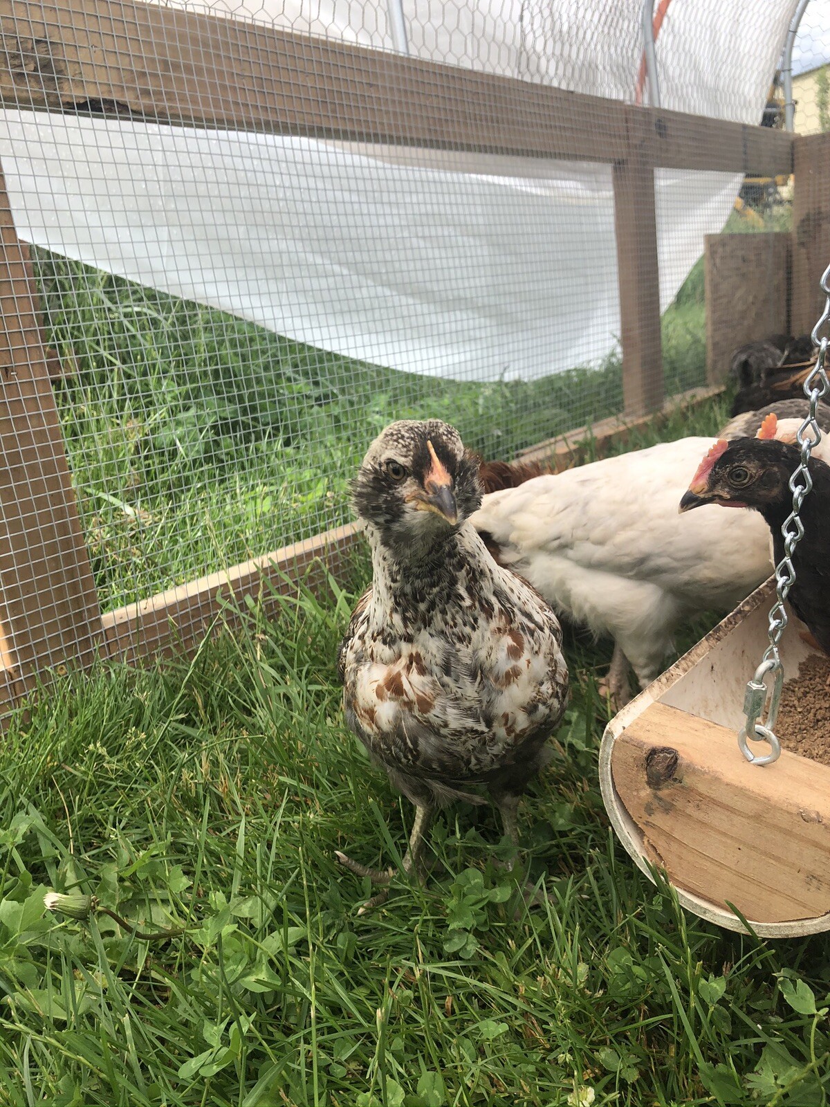 Hatching Eggs OLIVE 6+ extras EE Marans Olive / Mint / Sage / Green Rainbow