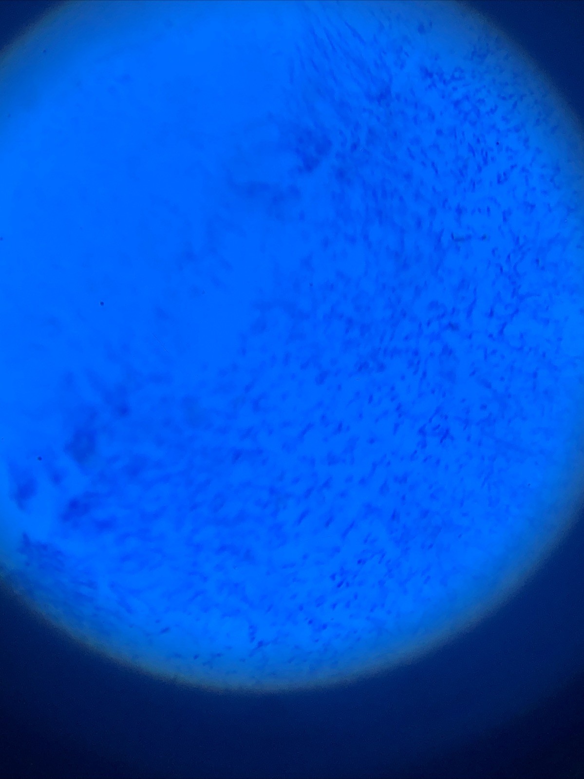 IQCrew Amscope TELMU Inverted Microscope