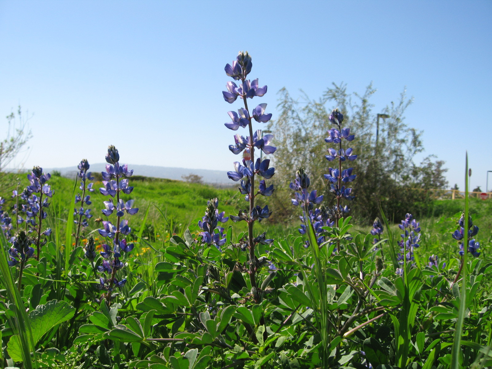 SeedRanch Sweet Blue Lupine Seed - 10 Lbs.