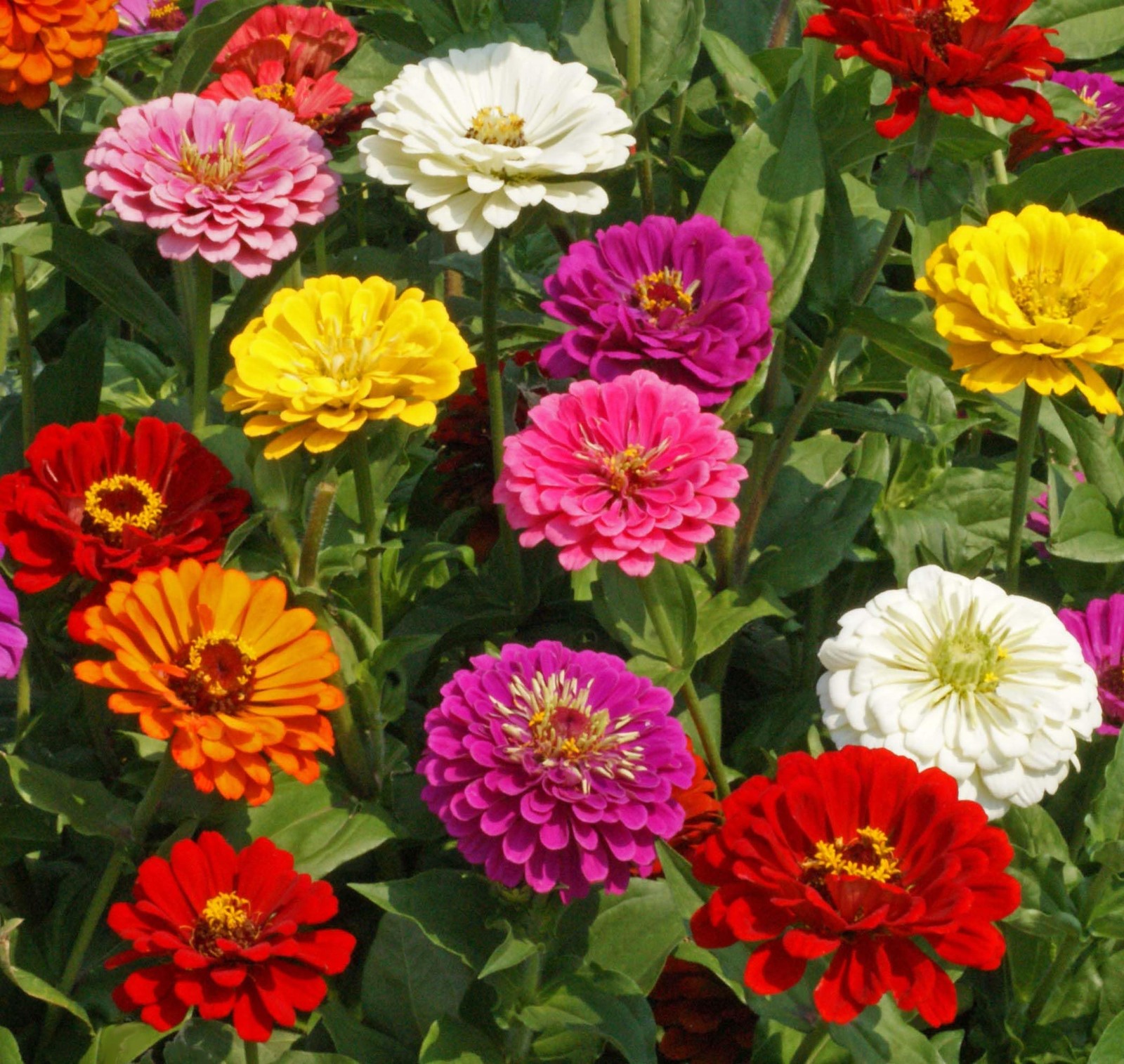 California Giant Zinnia Flower Seeds  Bulk 5,000 Count for Gardens
