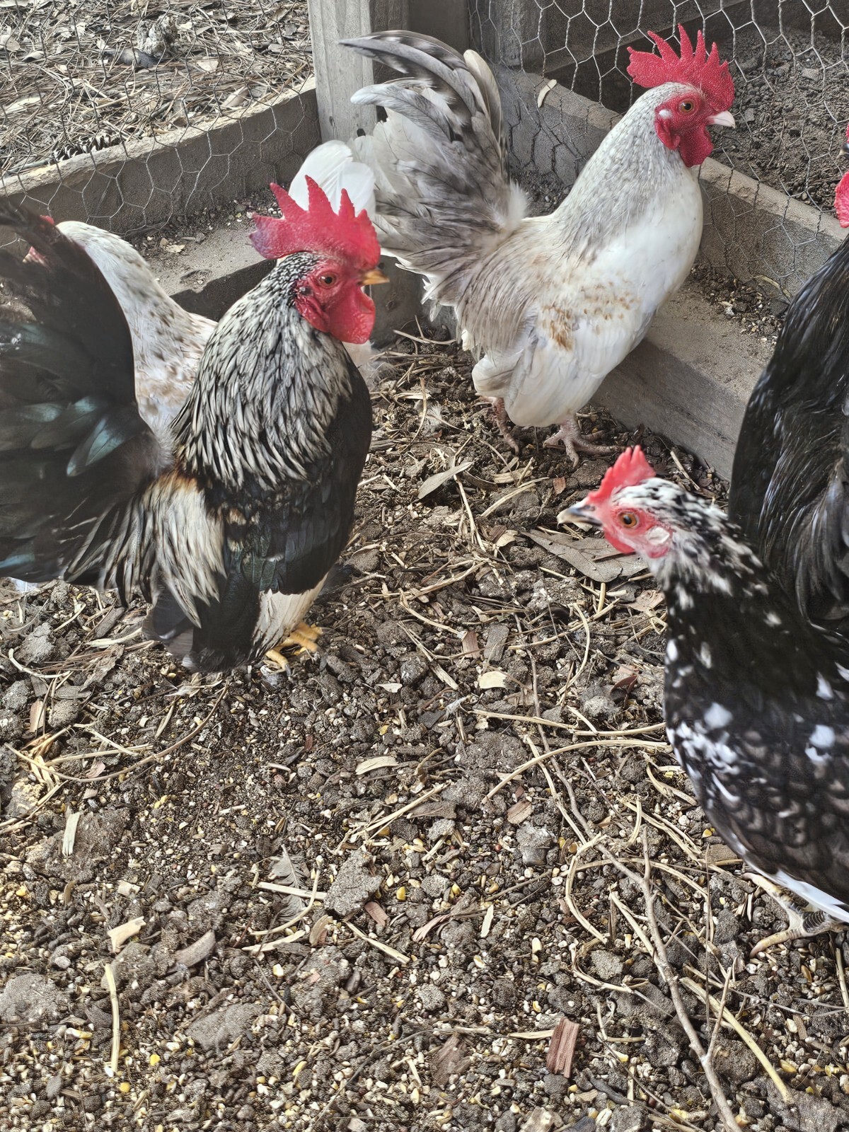 20 Serama Chicken Hatching Eggs