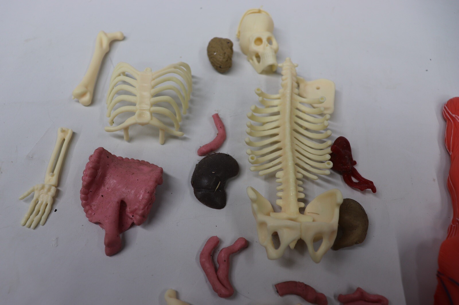 Human Body Educational Clear Plastic Anatomy Body 13" Tall Parts