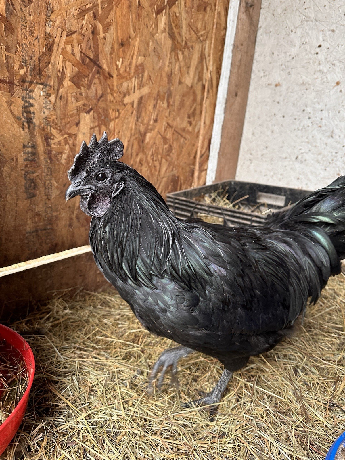 Ayam Cemani Chicken Hatching Eggs 12 High Quality Eggs & Shipping