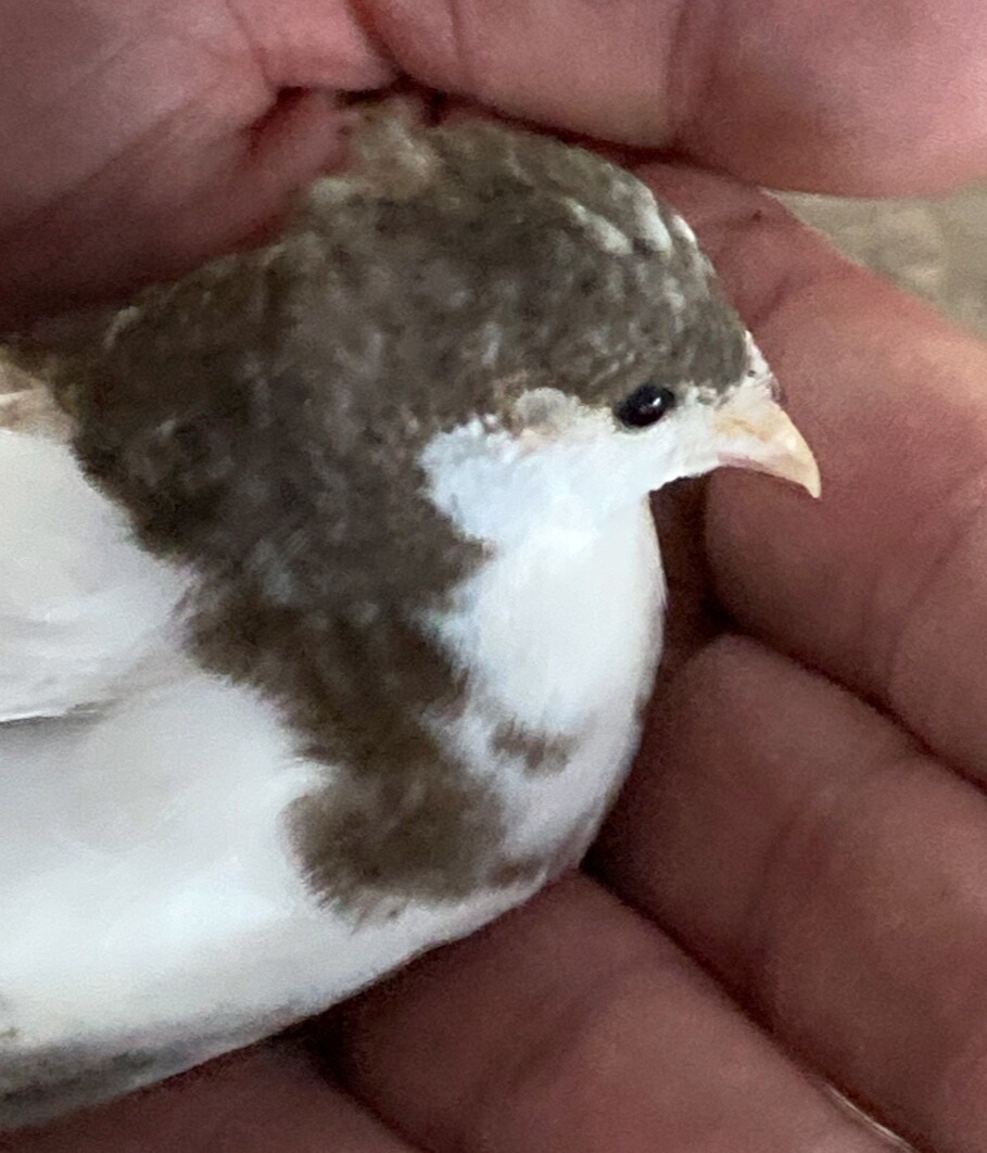 30 BUTTON QUAIL EGGS choose from 12+ colors ships USPS PRIORITY PLEASE READ ALL