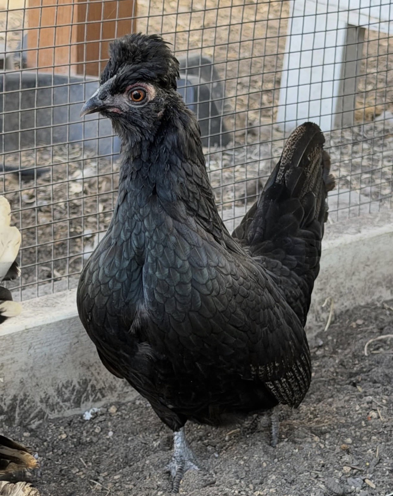 8 Kikiriki Hatching eggs NPIP/AI and PT Clean