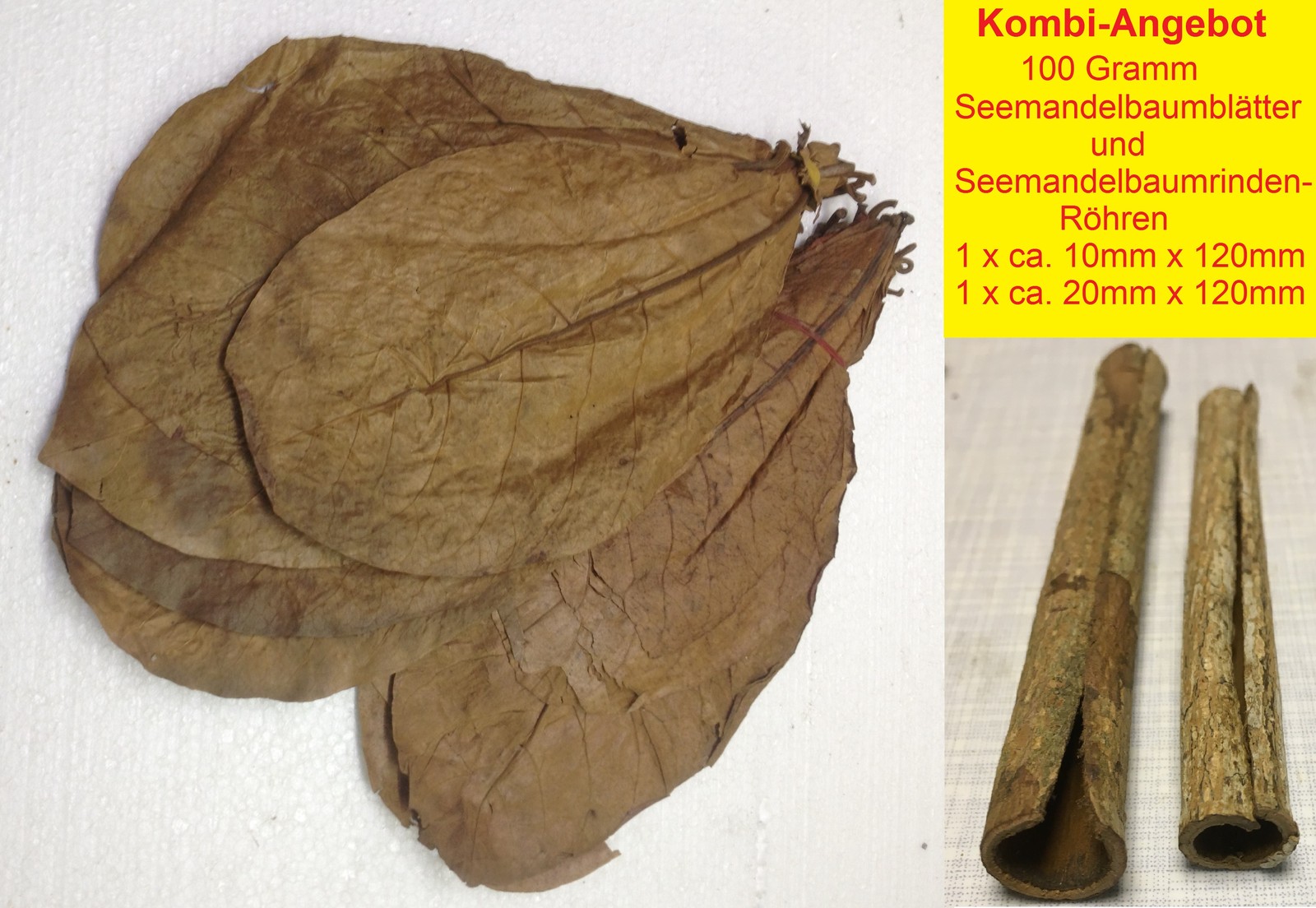 100 Gram ~9" Indian Almond Catappa Leaves + 2 Catappa Bark Tubes FREE SHIPPING