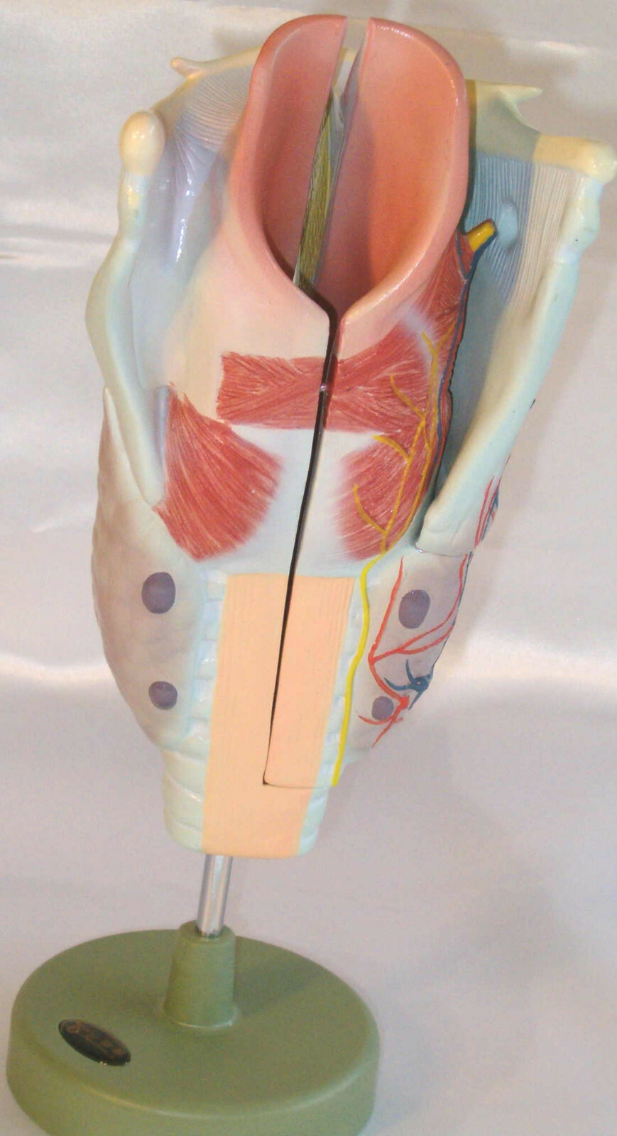 Human larynx cartilages muscle anatomy anatomical model medical teaching New