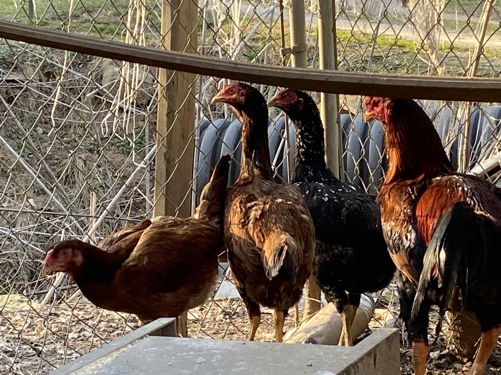 6+ Fertile Indio Gigante Hatching 🐣 🥚🐣🥚🐣🥚🐣🥚
