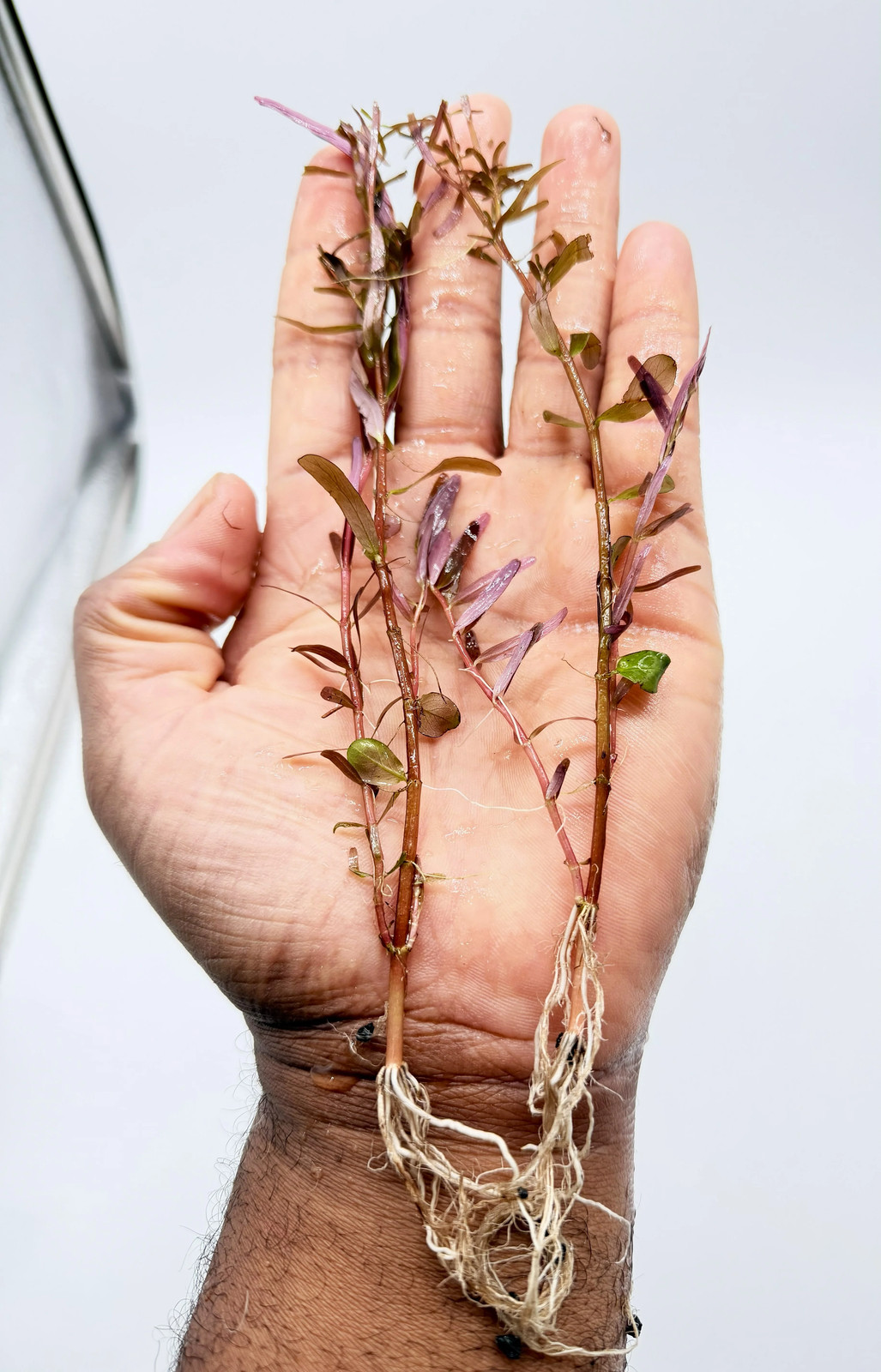 Rotala Blood Red - 5 Rooted Stems