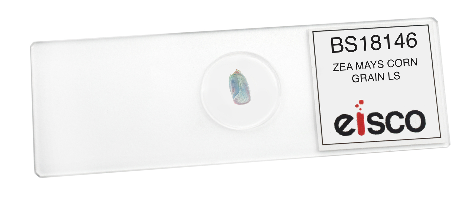 Zea Mays, Corn Grain - LS - Prepared Slide - 75x25mm - Eisco Labs