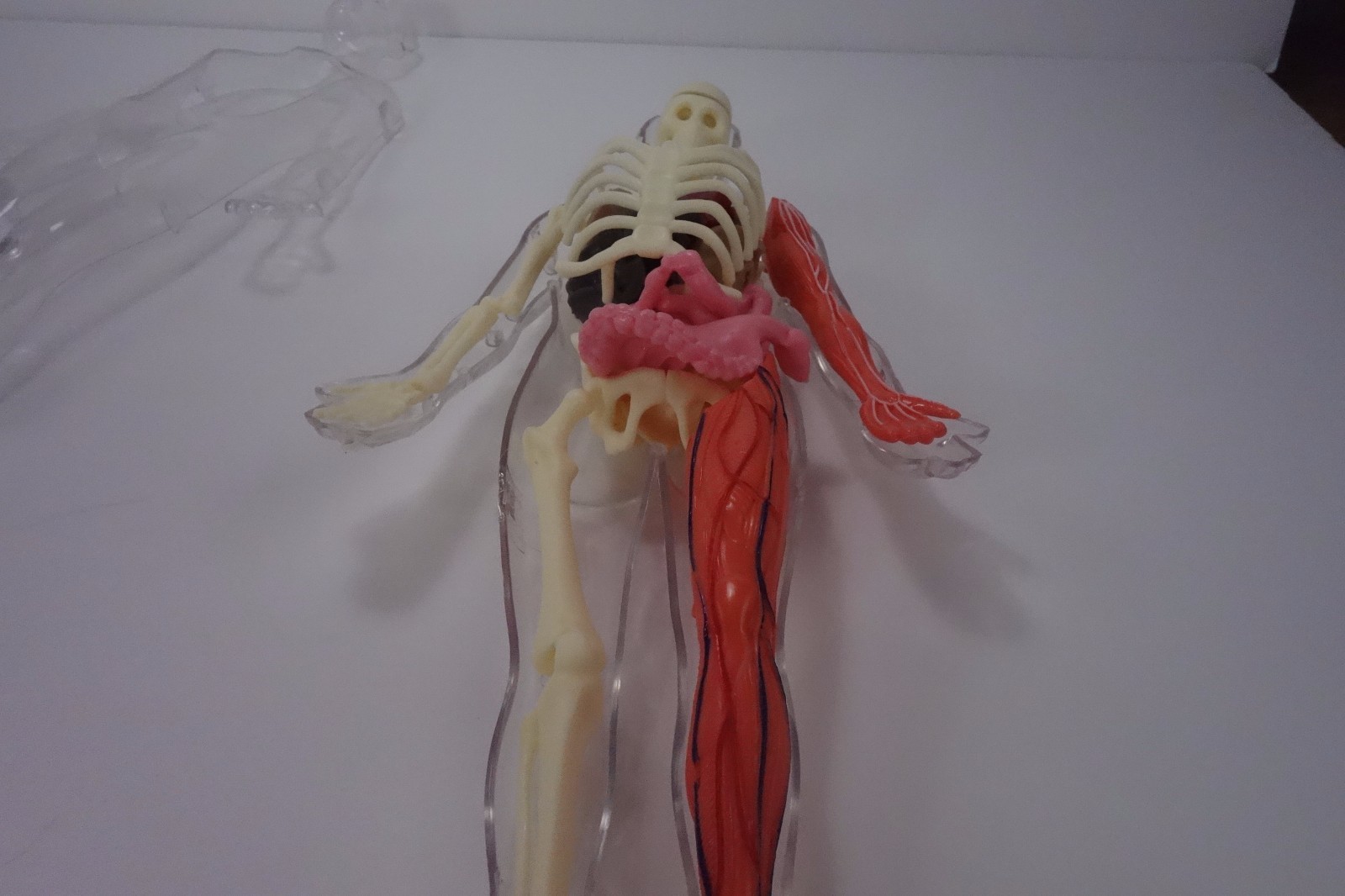 Educational Skeleton with Body and Parts for Replacement only not complete