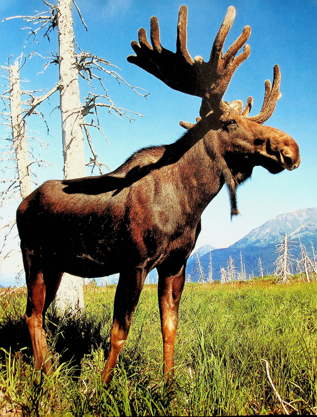 Bull Moose - North American Wild Animal Poster 9"x 12"