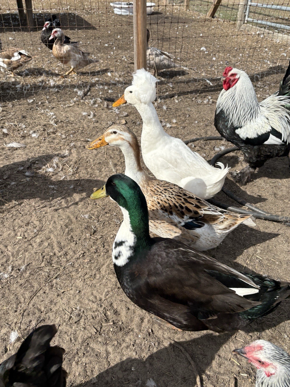 Barnyard mix FUN surprise duck hatching eggs. 12++.