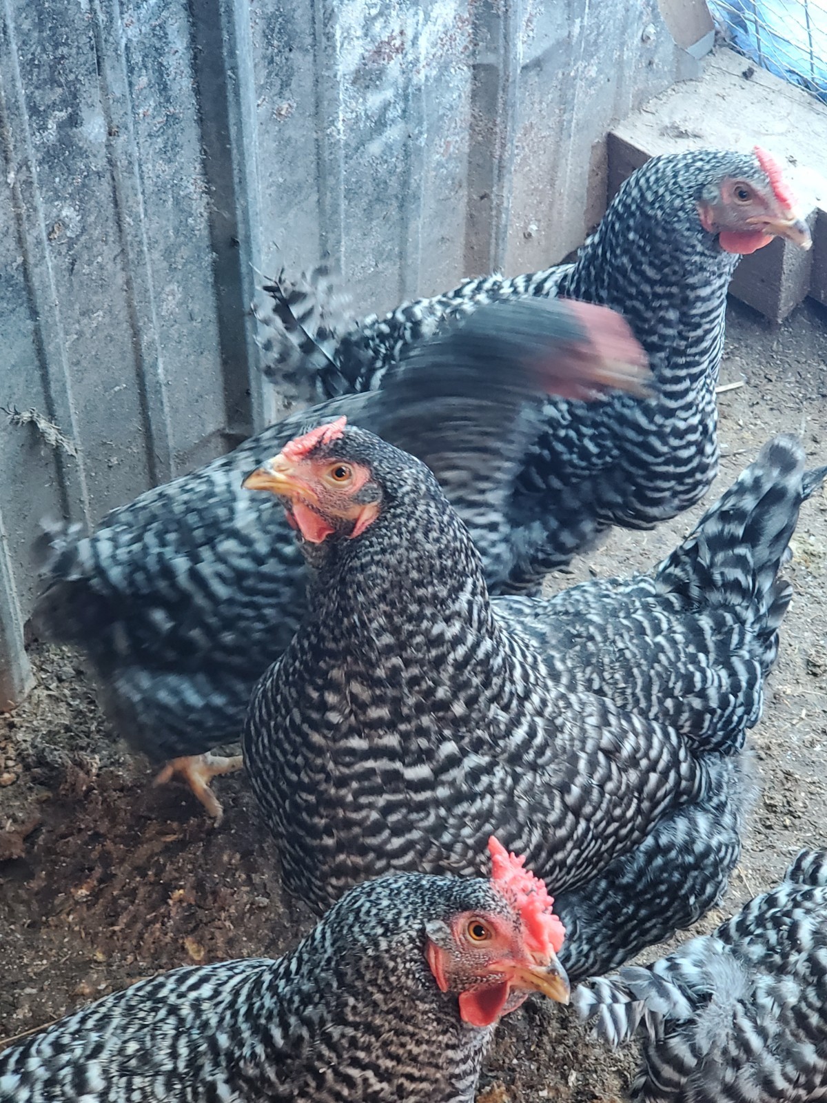 12 Dominique Hatching Eggs