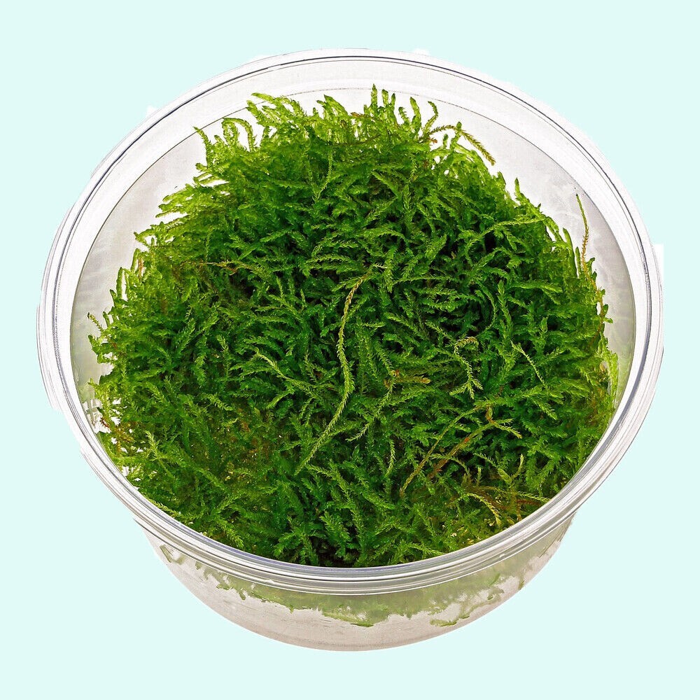 Buy 2 get 1 free Java Moss Live Aquarium Plant 2 OZ CUPsss FREESHIPPPPPR