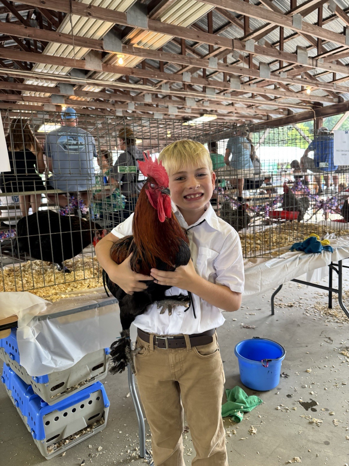 6+ Dark Black Copper Maran Hatching Chicken Eggs