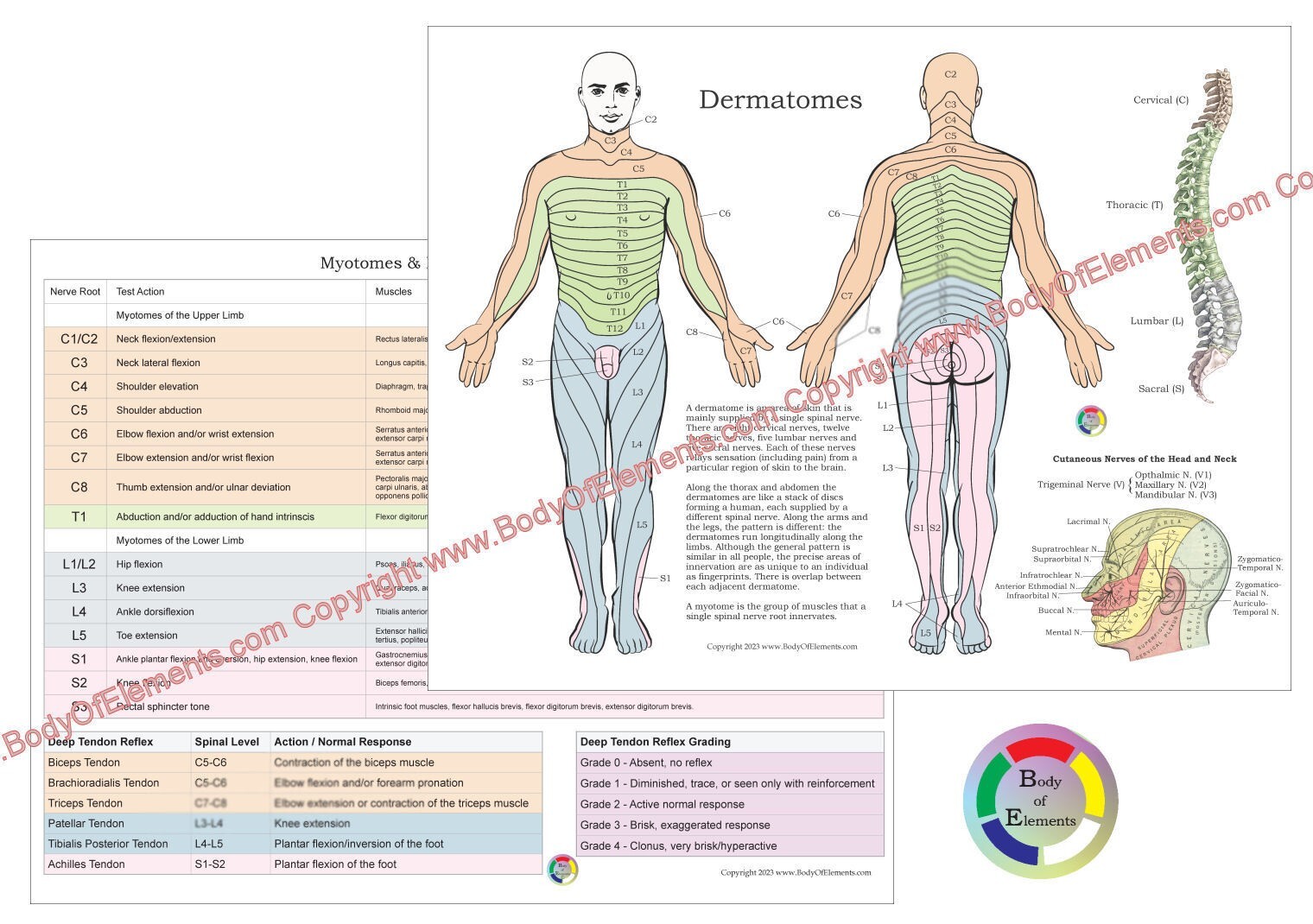 Dermatomes Myotomes Chiropractic Nerves Medical Chart 8.5" X 11" Laminated
