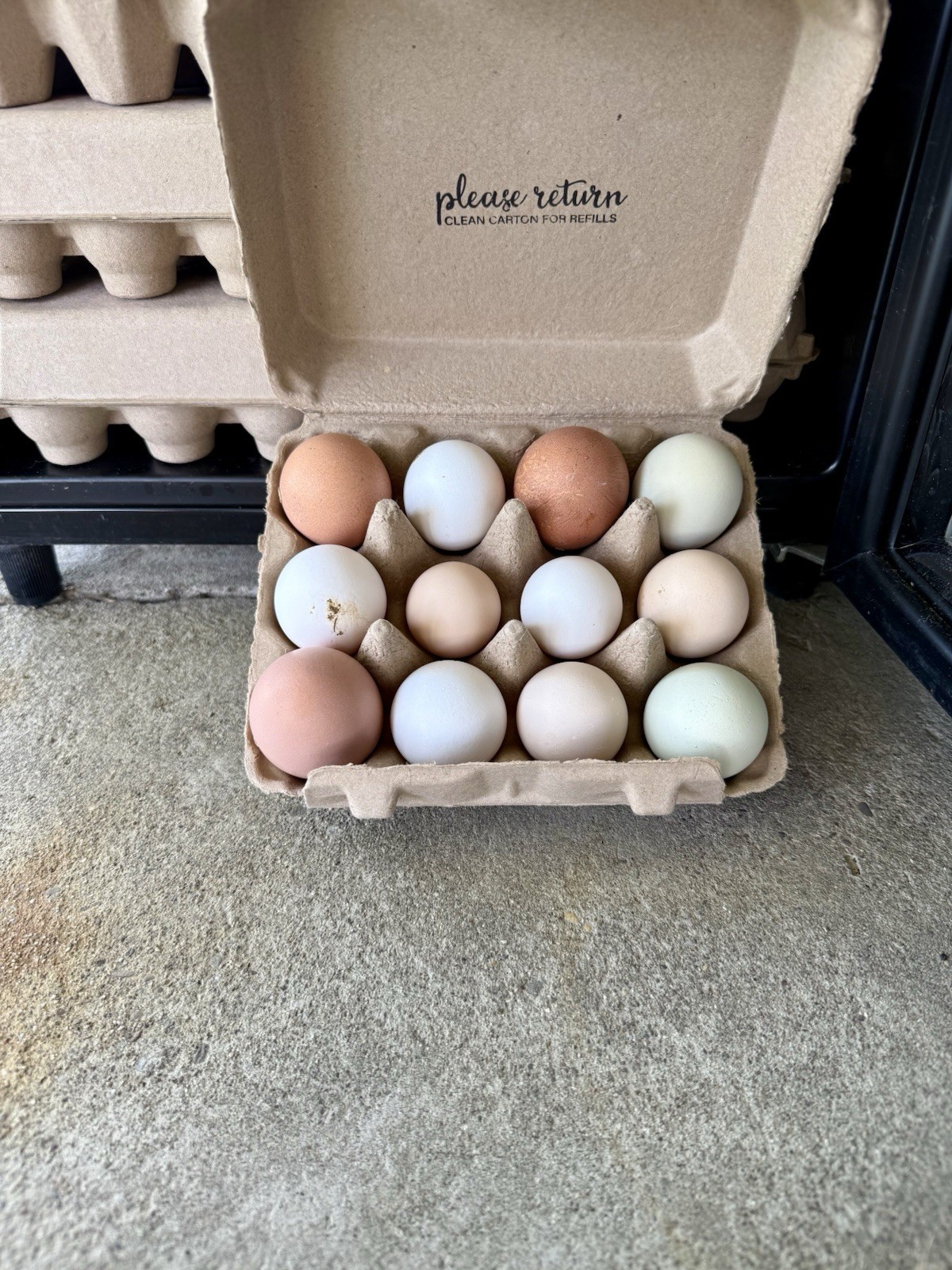 15+ Fertile Chicken Hatching Eggs