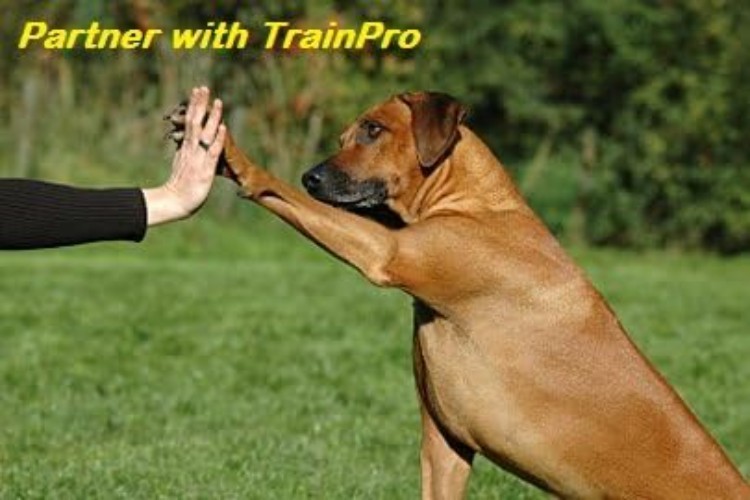 Universal Waterproof Dog Training Collar Replacement Strap, Adjustable, Fits ...