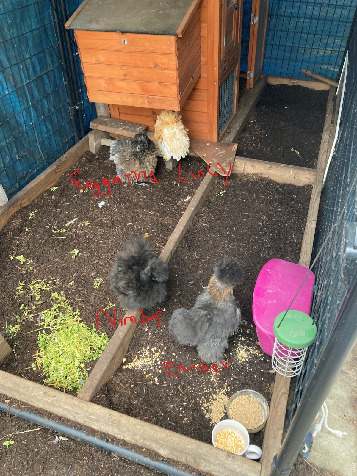 3 Silkie, Satin, Frizzle Hatching Eggs