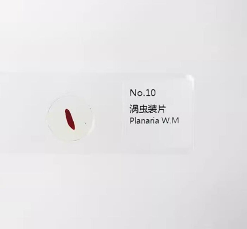 25pcs Parasites Microscope Specimen Slides for Parasitology Teaching Research