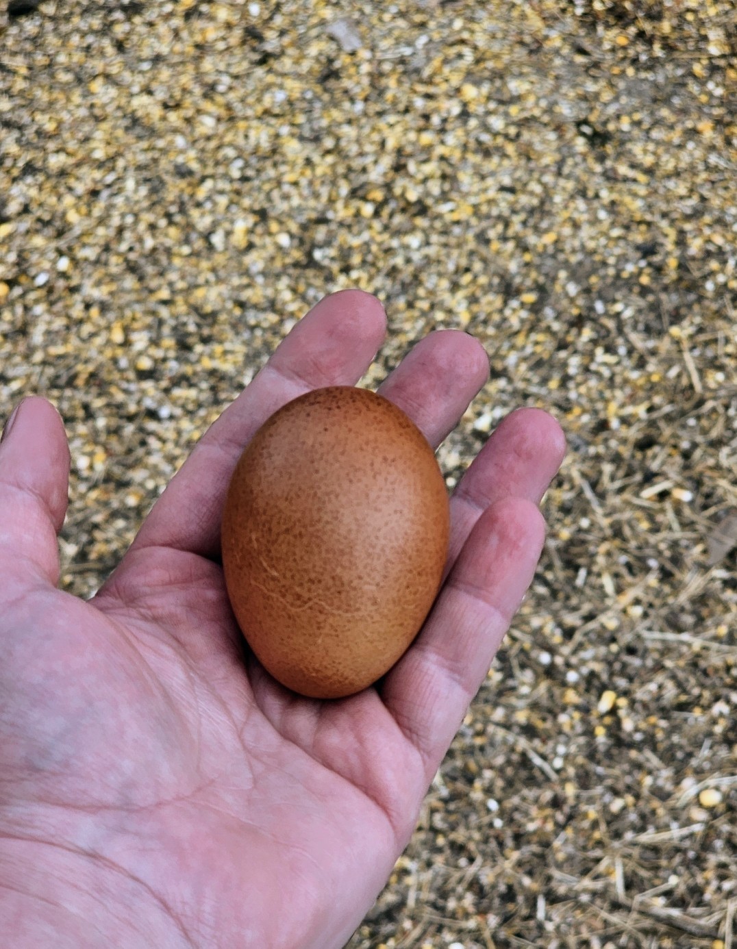 Hatching Maran Eggs 8 (Splash, Blue And Black Copper