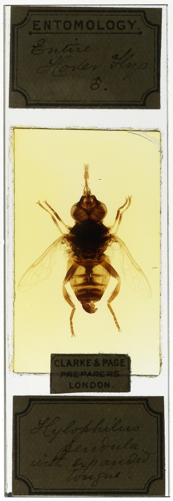 Antique Microscope slide - Clarke & Page - Hover Fly , Insect, Entomology