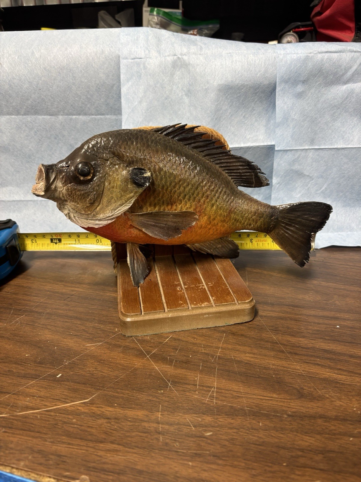 Bluegill Book Ends Fishing Decor