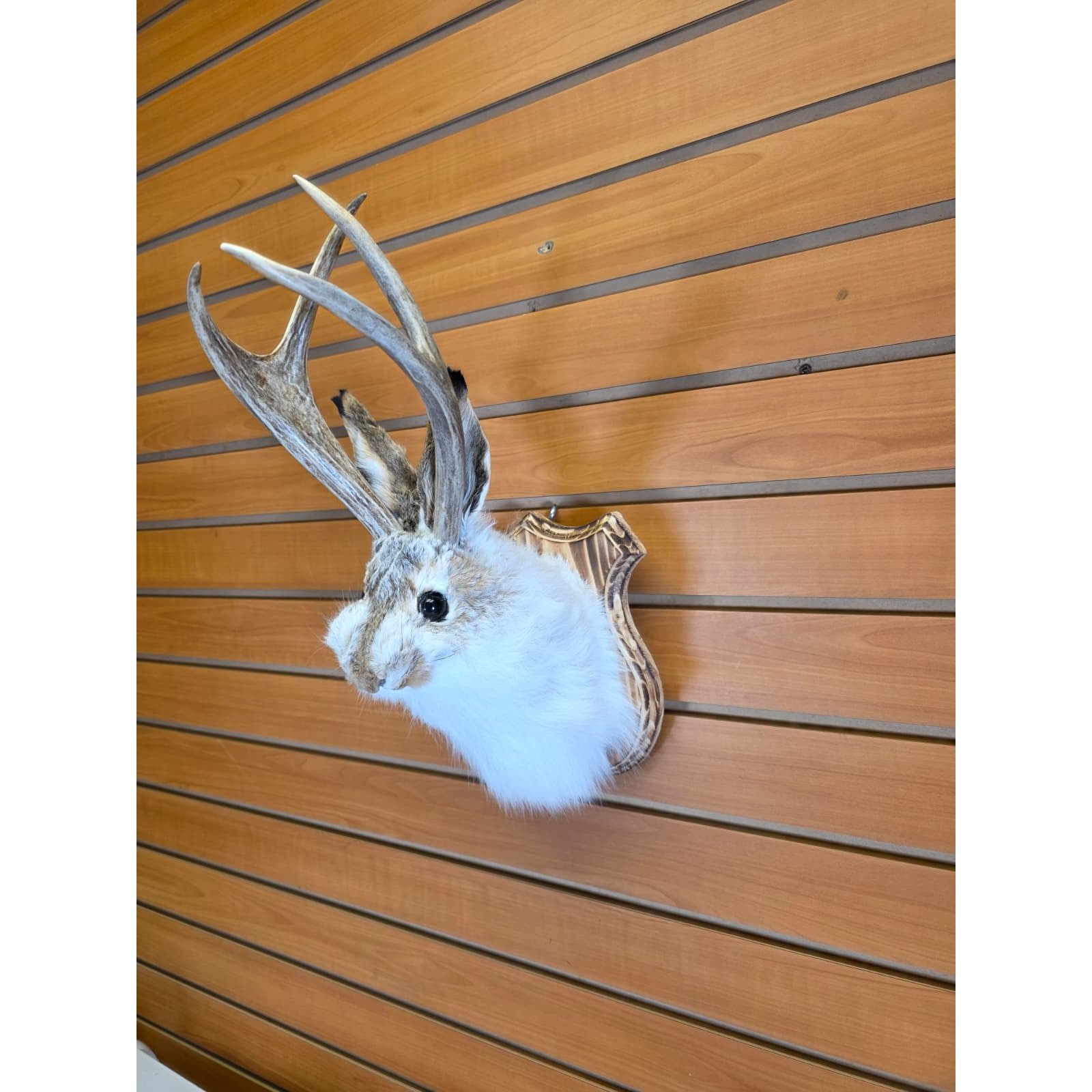 FHJK1 - Jackalope Head Taxidermy Mount