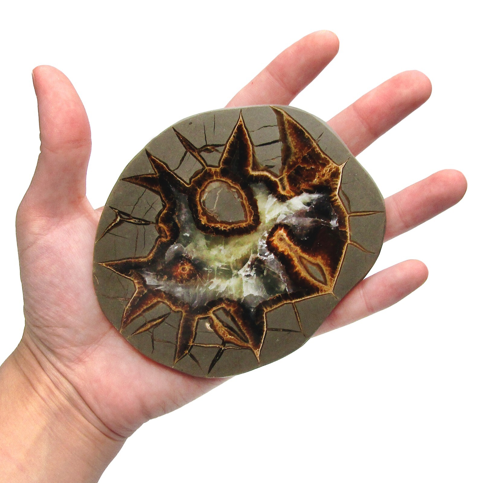 Septarian agatized dragonstone geode slice Utah USA