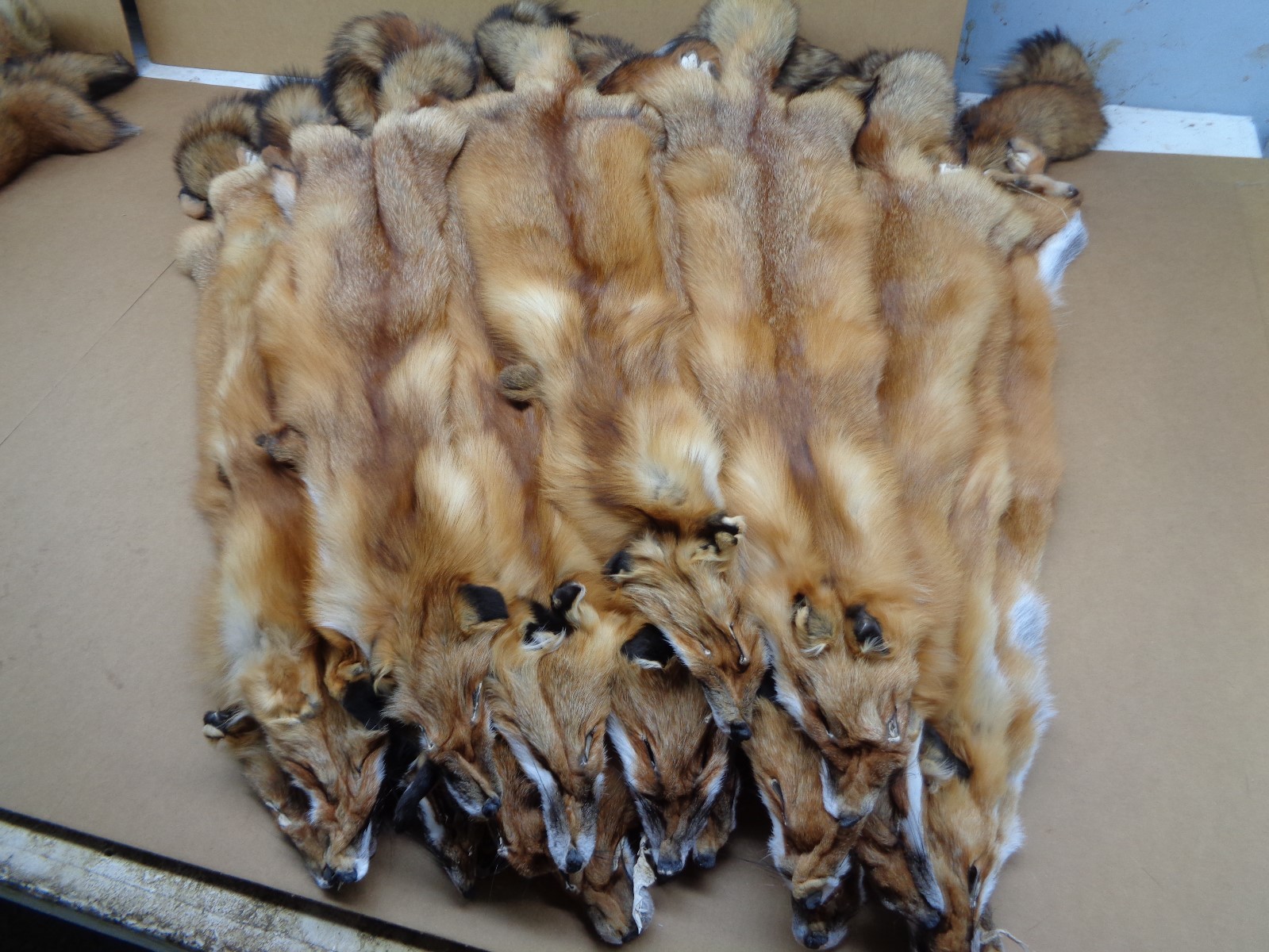 Tanned Red Fox Hides #1 Semi Grade/Furs/Trapping/Taxidermy/Crafts/Fresh tan