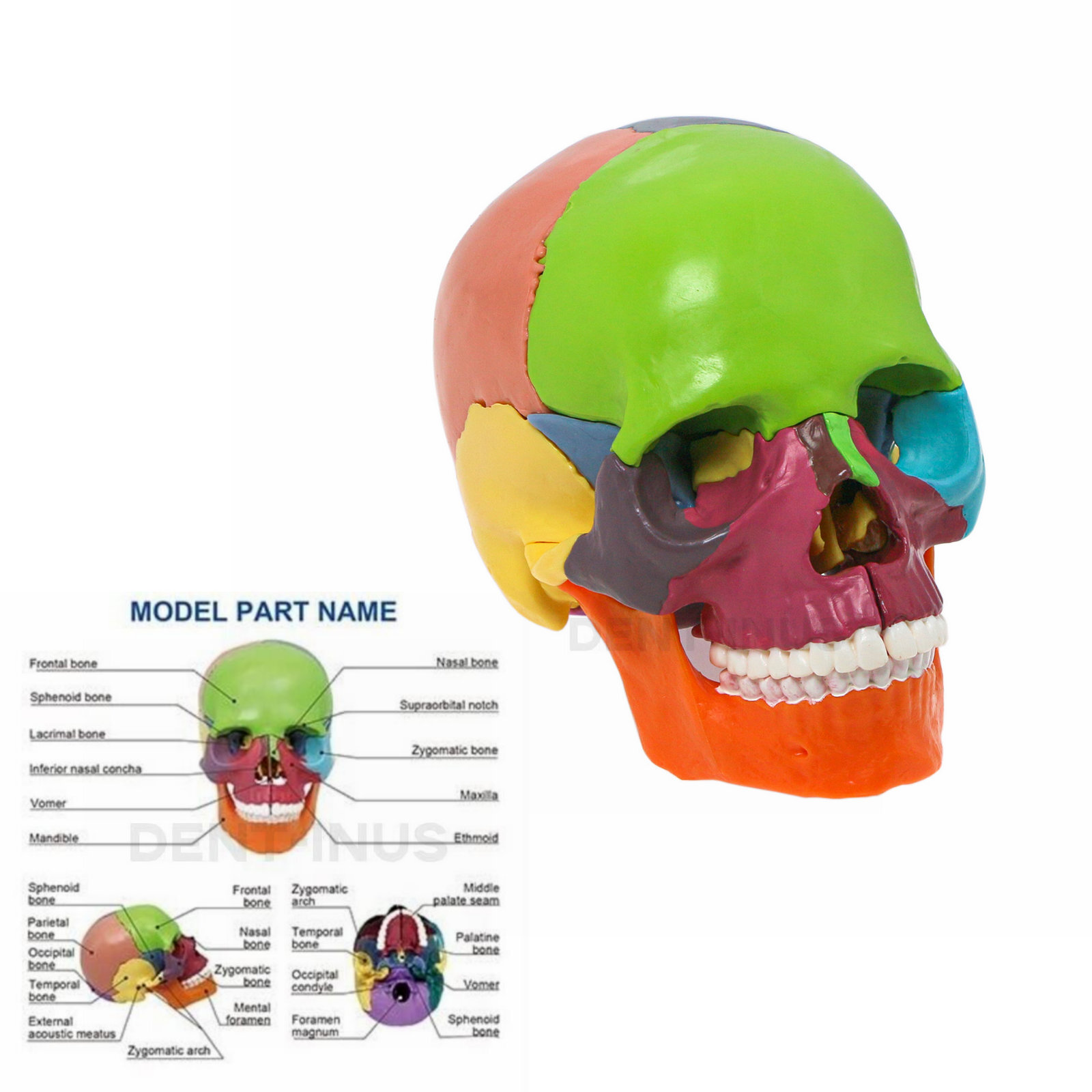 15 Parts Anatomy Skull Model Aliwovo Human Anatomical Skull Puzzle Mini Colorful