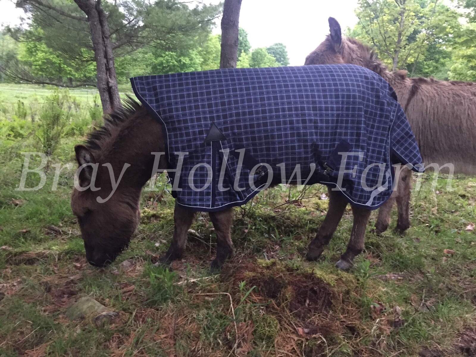 Donkey Longear Winter Turnout Blanket - mini donkey