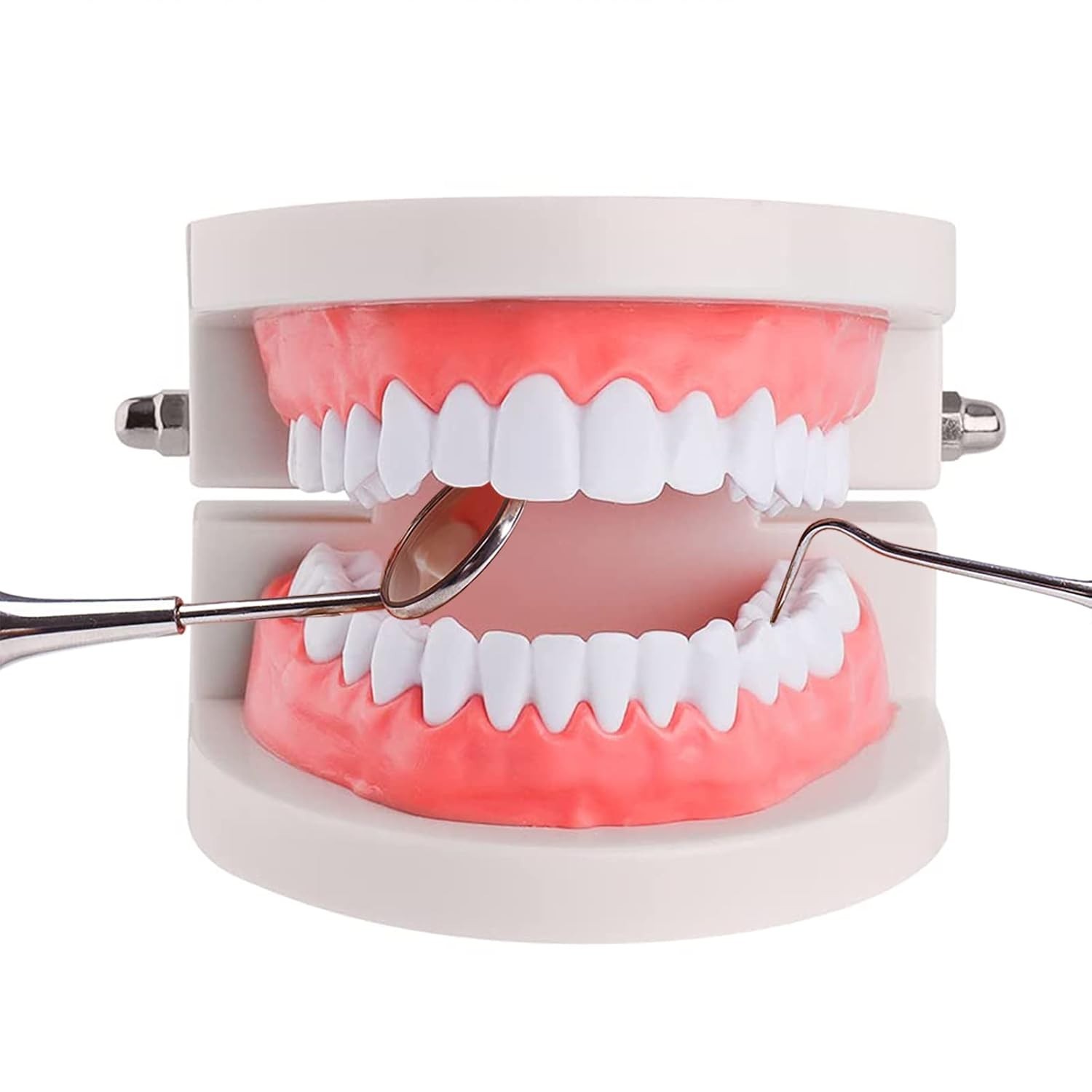 Standard Teeth Model, Kids Dental Teeth Teaching Brushing Model Teeth Study S...